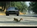Geico Car Insurance Squirrel Commercial