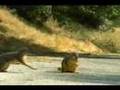 Geico Car Insurance Squirrel Commercial