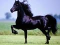 neyzen-nur-salaman-xatse-.html
