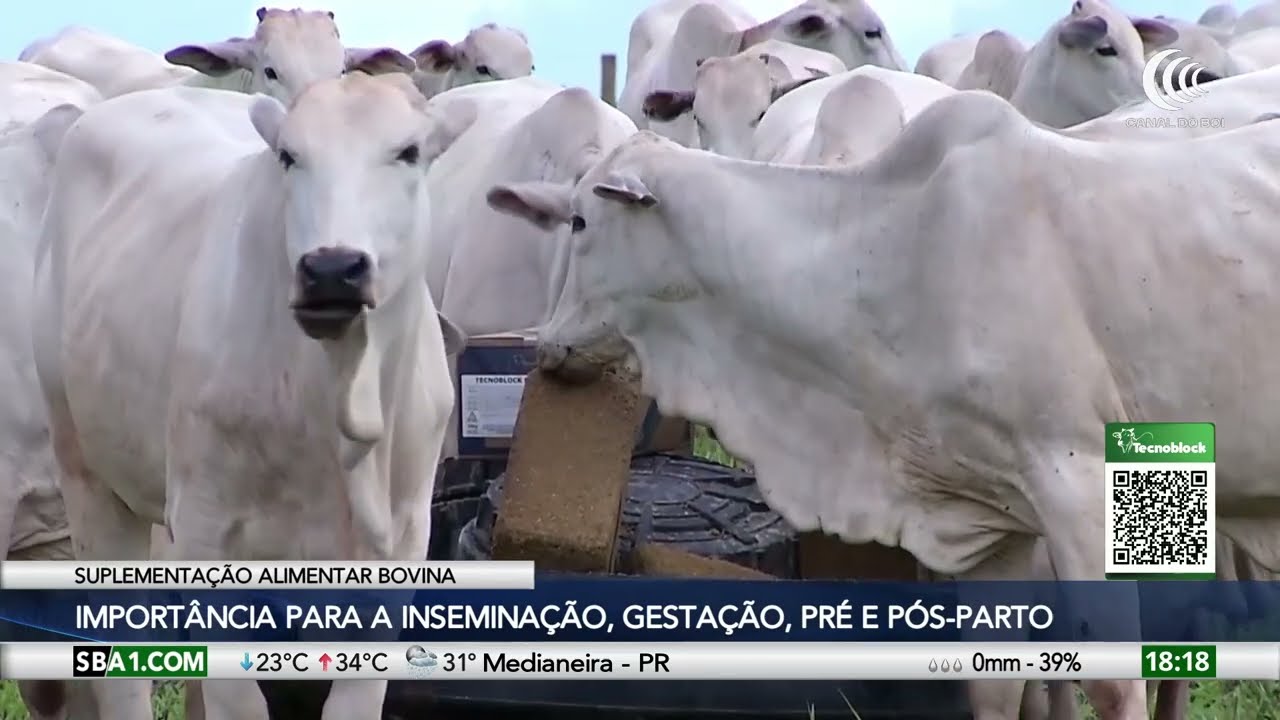 Suplementação alimentar traz resultados superiores para pecuária de corte e leite