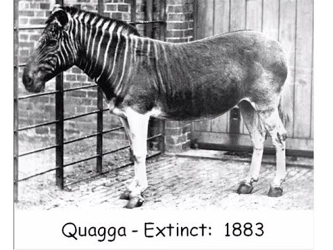 Recent Extinctions:  Living on ...