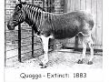 Recent Extinctions:  Living on Borrowed Time