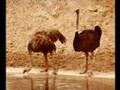 Ratites-Ostrich, Rhea & Emu