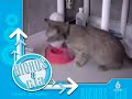 Gatos 4 Gatos 4