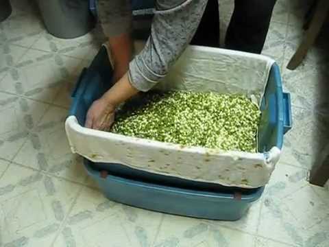 how to grow ipoh bean sprouts