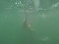 Spearfishing for striped bass with a polespear.