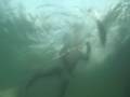 Spearfishing for striped bass with a polespear.
