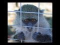 H.R.2964 The Captive Primate Safety Act