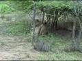 videos de nov 21 08 lion bush.wmv