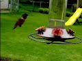 Rufous Hummingbird