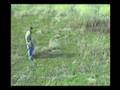 videos de Fehler beim Duellieren 1