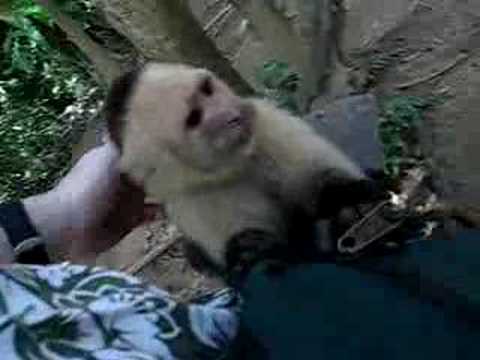 Capuchins at Gumbalimba Park in Roatan