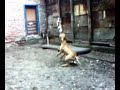 papazcesme pitbull training from bursa jhonny crack part10 papazcesme pitbull training from bursa jhonny crack part10