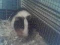 Poulou et Salut Poulou et Salut