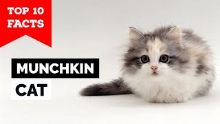 Munchkin Cat - Top 10 Facts