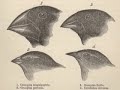 An episode of Bad Science with Professor Vincent Grey. This episode is all about Darwin and the FACT of evolution.