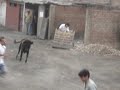 Jala Toro