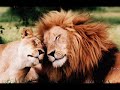 hayvanlardan-renilecek-ok-ey-var-.html