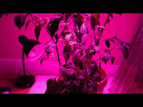 how to grow ghost peppers indoors