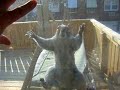 Squirrel ATTACK (squirrel trys to kill home owner) Squirrel ATTACK (squirrel trys to kill home owner)