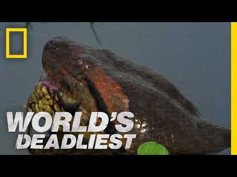 World's Deadliest - Anaconda Devours World's Largest Rodent