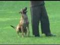 Police-Dogs