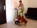 Super smart dog doing tricks