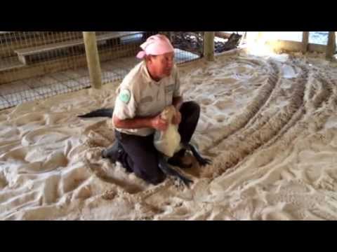 gator park in the Florida Everglades