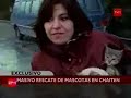 rescatan a 100 mascotas de chaitén