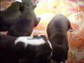 Goldsmith S litter 20days