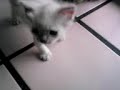 orion jugando cn agata