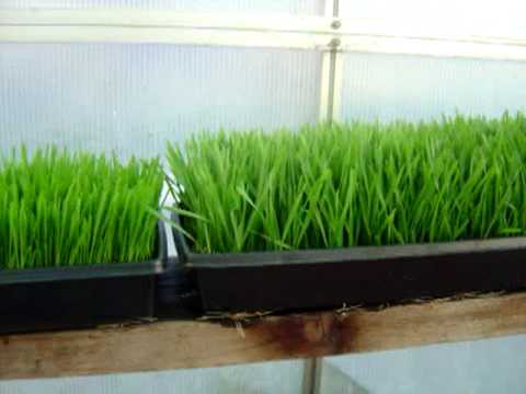 how to replant wheatgrass