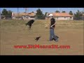 DOG TRAINING SCHOOL | Learn to become a dog trainer