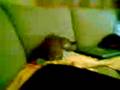 Video000.3gp