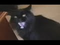 attack cat