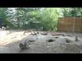 Our Trip to the Zoo