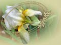 Vir�gok2