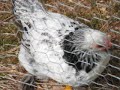 Sk8r Chicken Sk8r Chicken