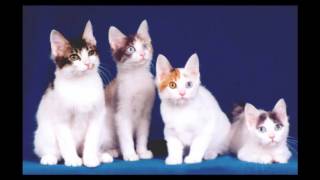 Japanese Bobtail Cat and Kittens | History of the Japanese Bobtail Cat Breed