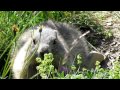 UN AMOUR DE MARMOTTE