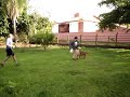 DOGUEBRASILEIRO.CJB.NET