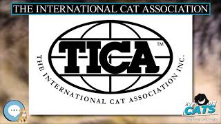 The International Cat Association 🐱🦁🐯 EVERYTHING CATS 🐯🦁🐱