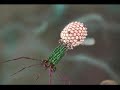 T4 Virus infecting  a bacteria.