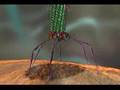 T4 Virus infecting a bacteria.