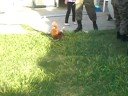chickens part 2