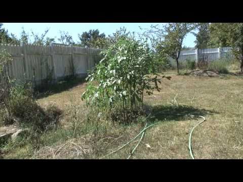 how to know when okra is ready to harvest