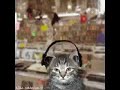 踊るネコ動画