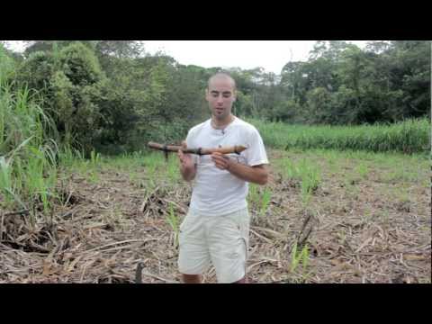 how to replant sugar cane