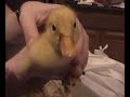Pet Duck 