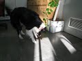 MAYA DUE border collie MAYA DUE border collie